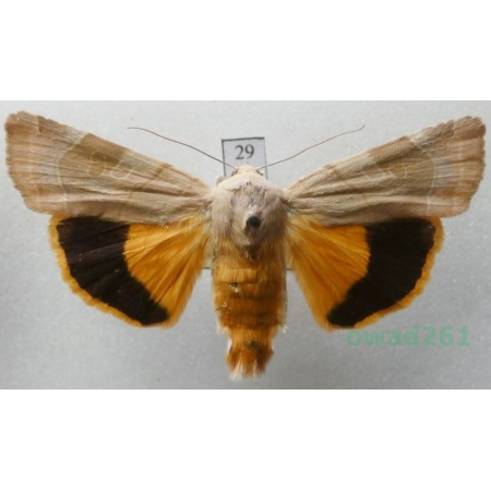 Noctua fimbriata (Schreber, 1759) Czech29
